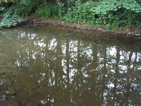 Fischsterben Wipper 1431